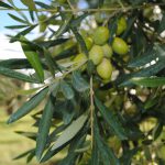 Olio extravergine