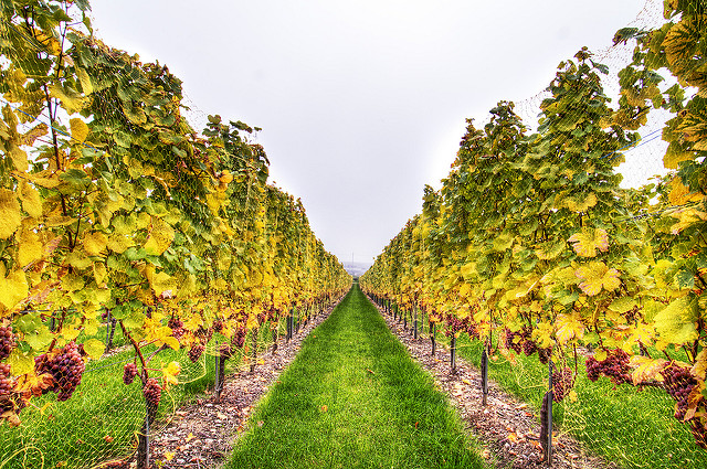 vino risotranti e marketing del vino