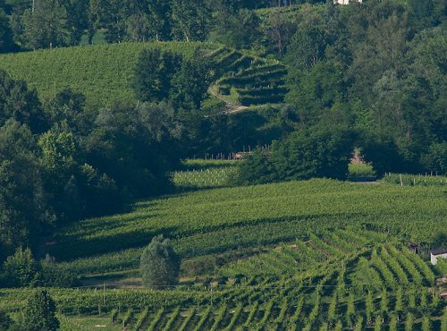 Prosecco di Valdobbiadene, la storia della Cantina