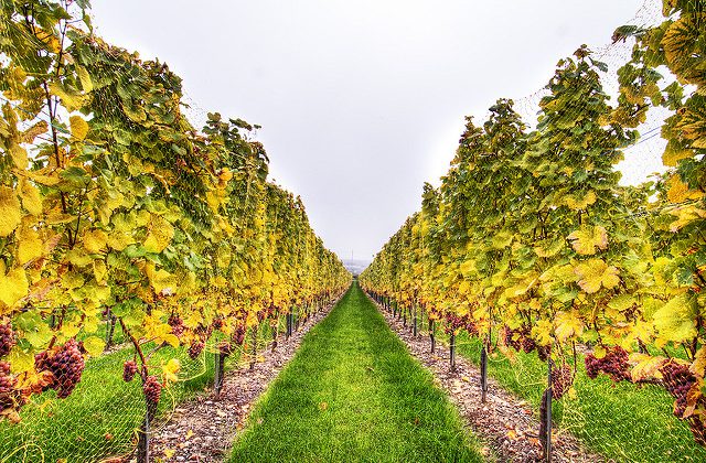 Vino e Marketing Online del Ristorante